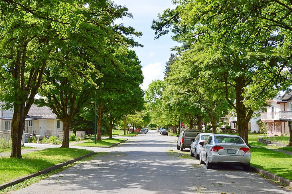 TREE LINED STREET